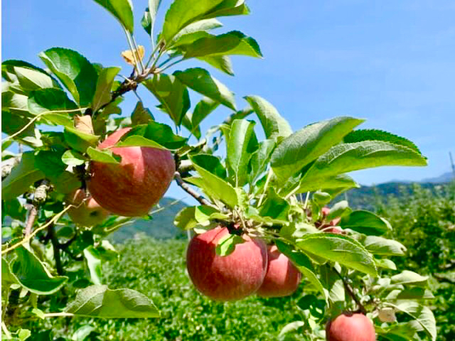 2024年開催予定！りんご狩り☆食べ放題つき入園プラン<時間制限なし