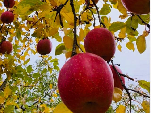 りんご狩り 食べ放題つき入園プラン 時間制限なし 谷川岳を臨む豊かな自然の中で育った完熟りんご です 営業時間内のお好きな時間にお越しください やまとしりんご園 じゃらん遊び体験 りんご狩り 食べ放題つき入園プラン 時間制限なし 谷川岳を臨む豊かな自然の中で育った完熟りんご です 営業時間内のお好きな時間にお越しください やまとしりんご園 じゃらん遊び体験