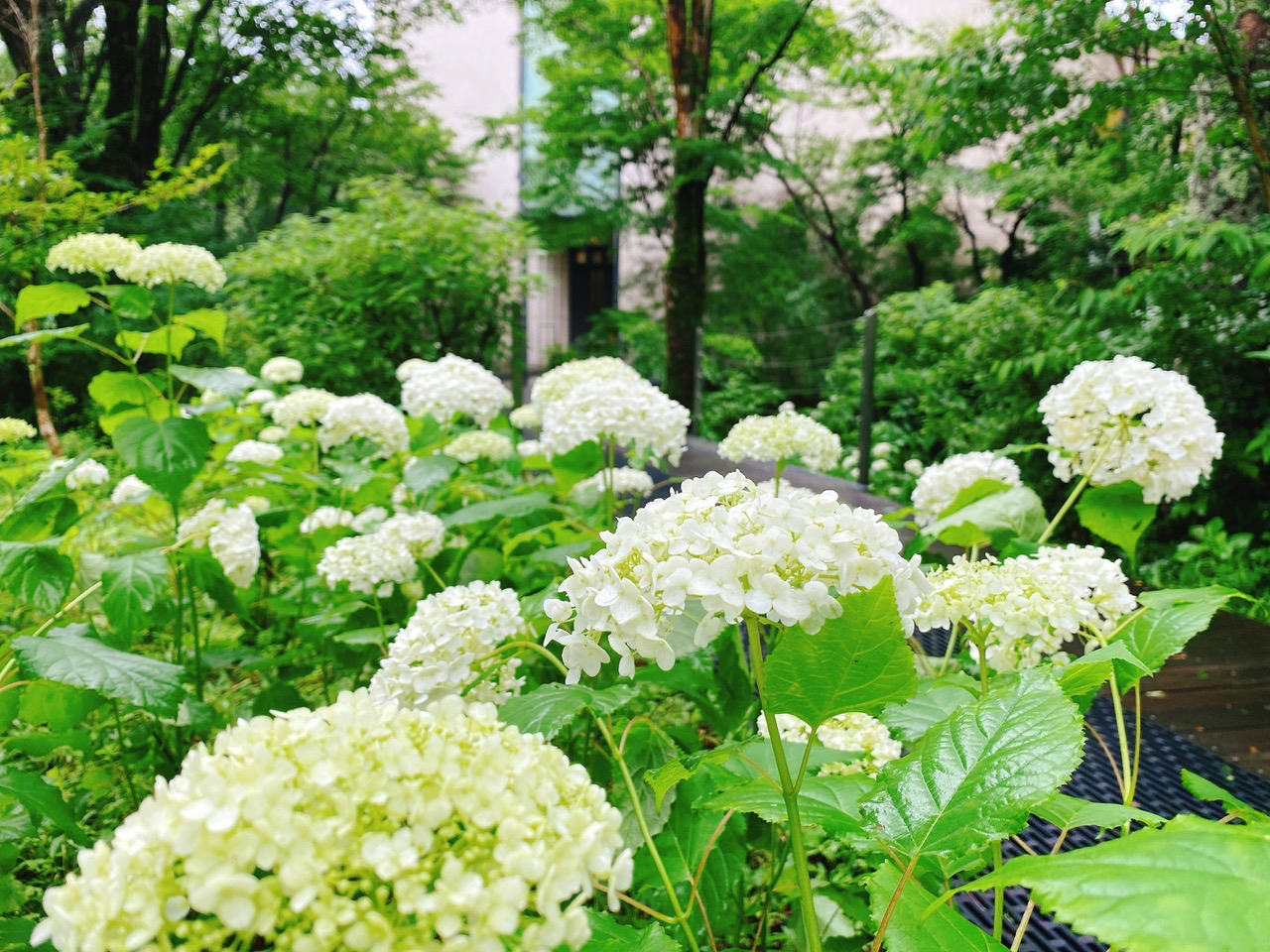 箱根ラリック美術館☆入館プラン】◇＼300円引きのお得プラン／ルネ