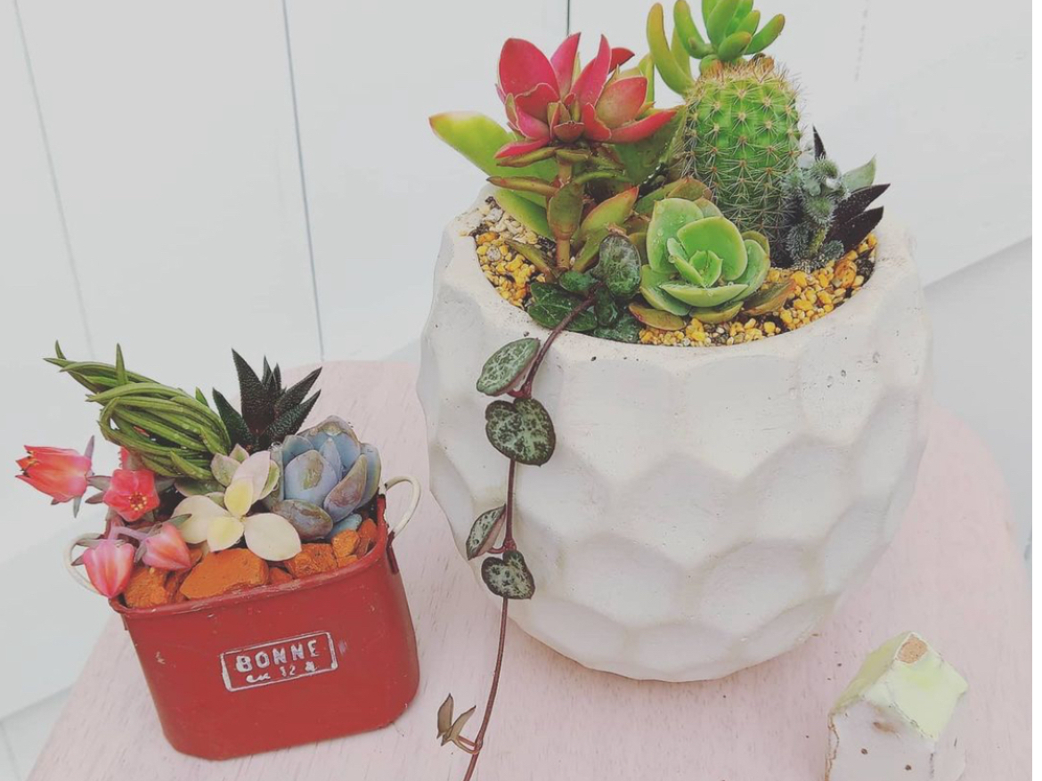 100種類からmyサボテンを選び、自分だけの鉢植えを作ろう！！（2鉢体験