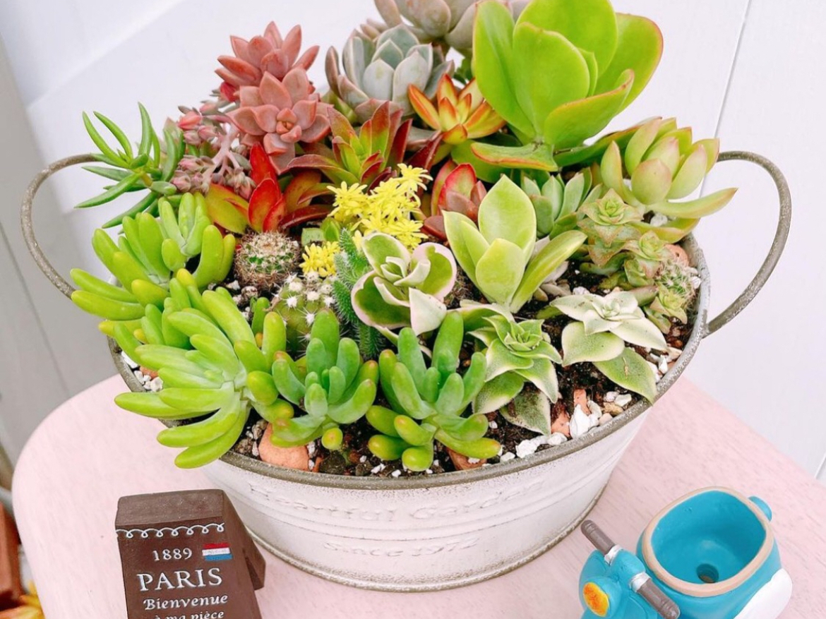 多肉植物　組み合わせ自由 多肉をモリモリ寄せ植えするなら、工具箱でジャンク＆男前風に