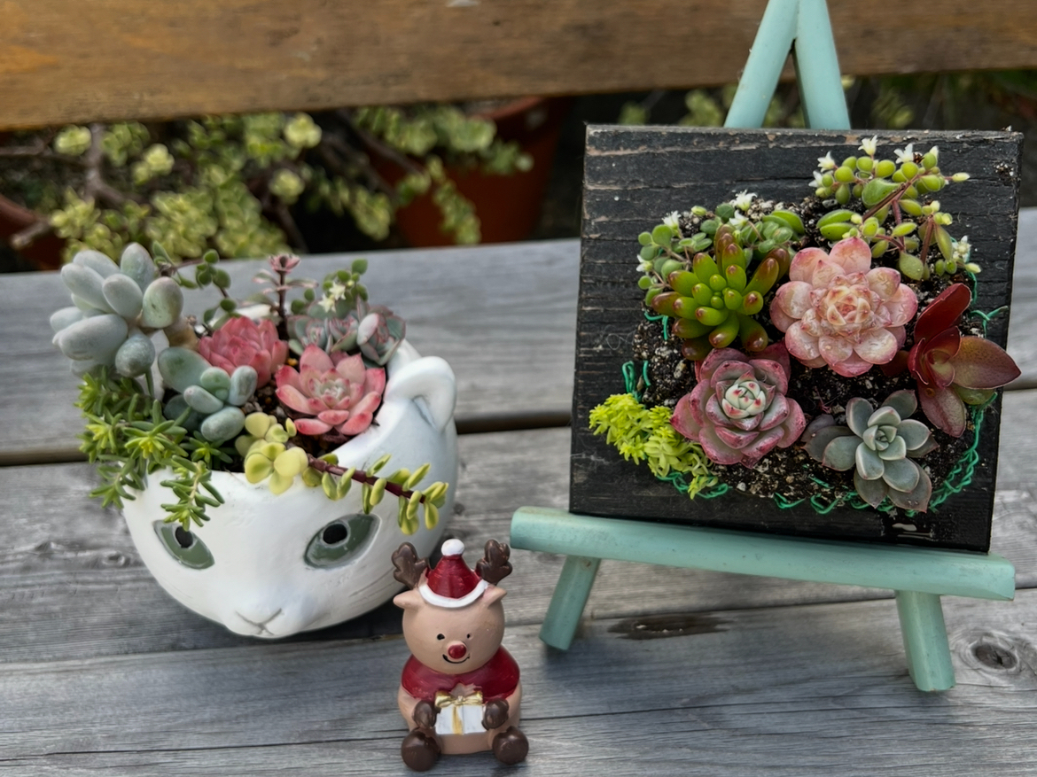 100種類からmyサボテンを選び、自分だけの鉢植えを作ろう！！（2鉢体験