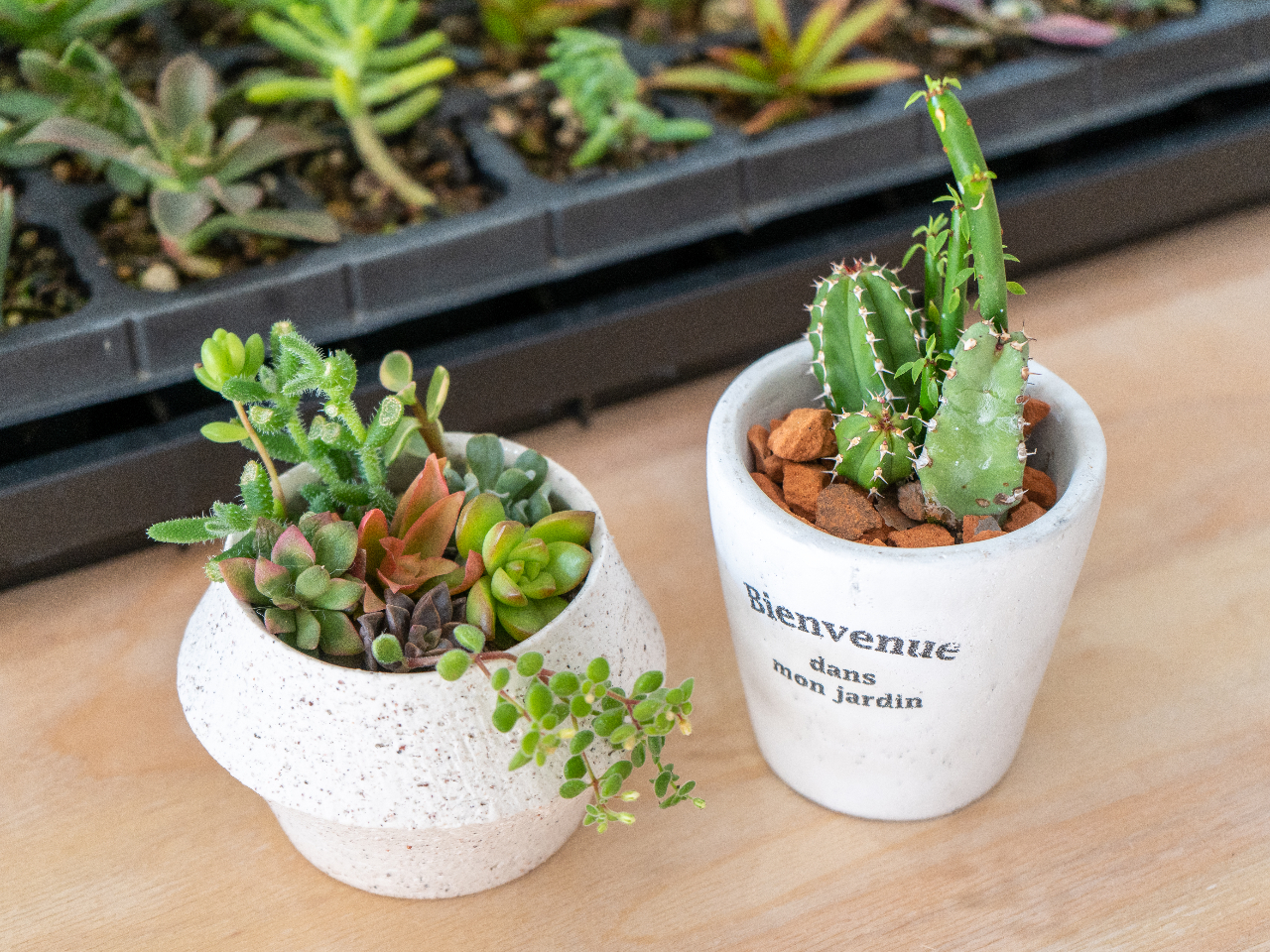 100種類からmyサボテンを選び、自分だけの鉢植えを作ろう！！（3鉢体験