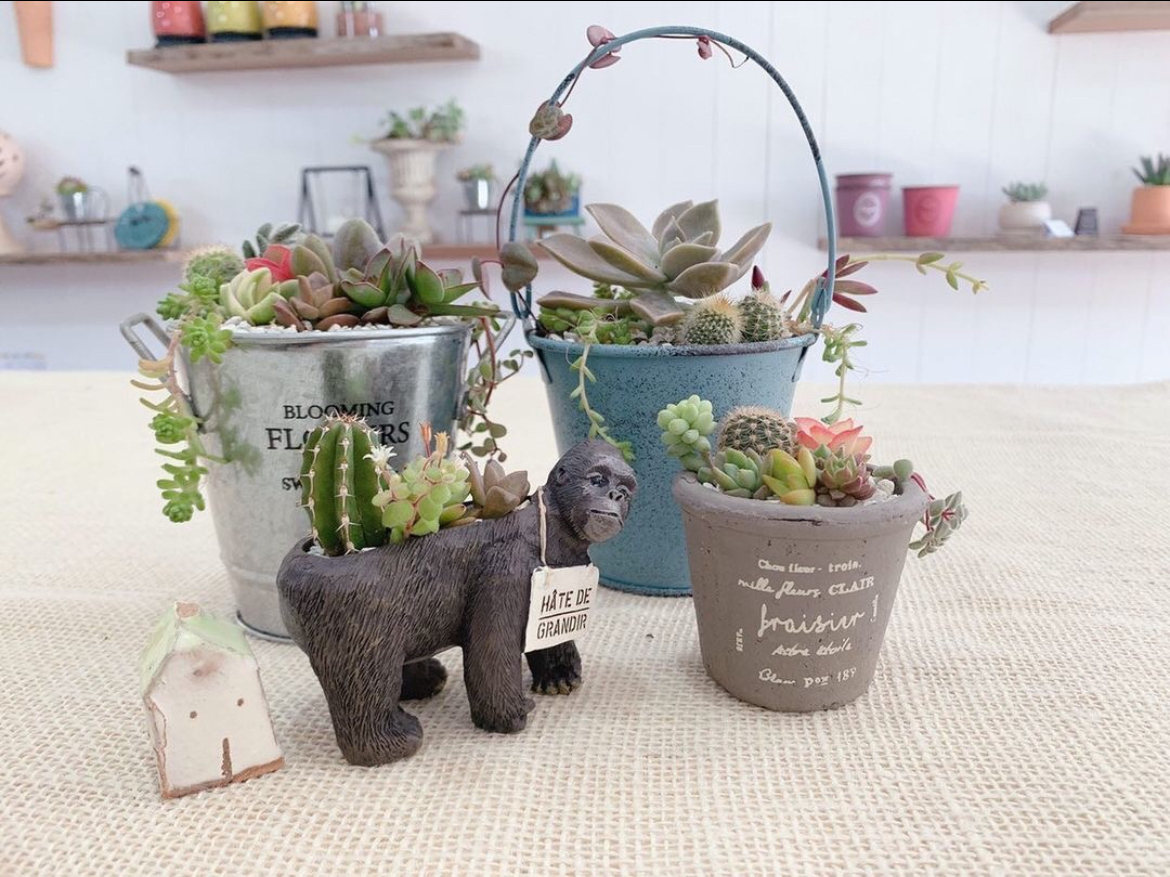 約100種類の中から、3500円分の多肉植物の寄せ植え体験ができます。寄せ植えをする鉢もゴリラなどの面白かわいい鉢からシンプルなデザインまで自分好みで選べます。