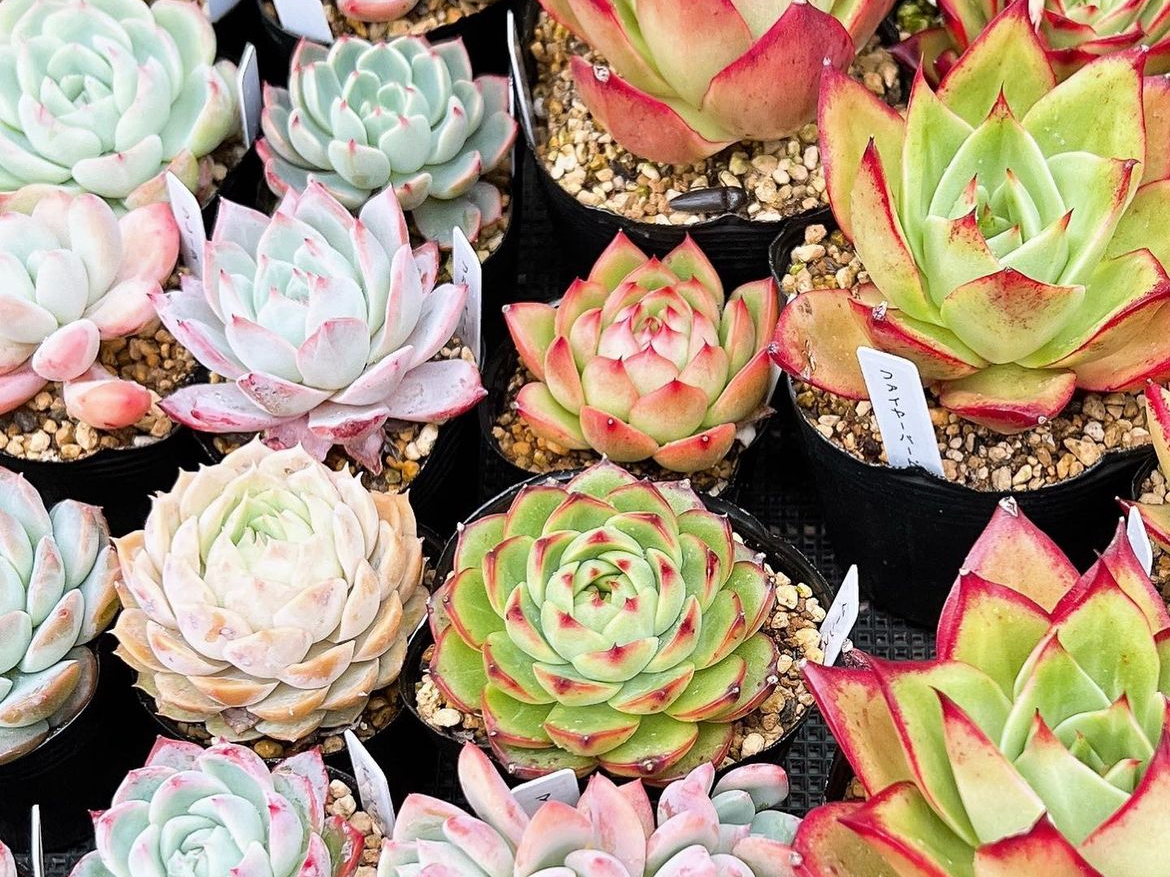 100ނ̑lȑAAD݂Ċ񂹐Ał܂B