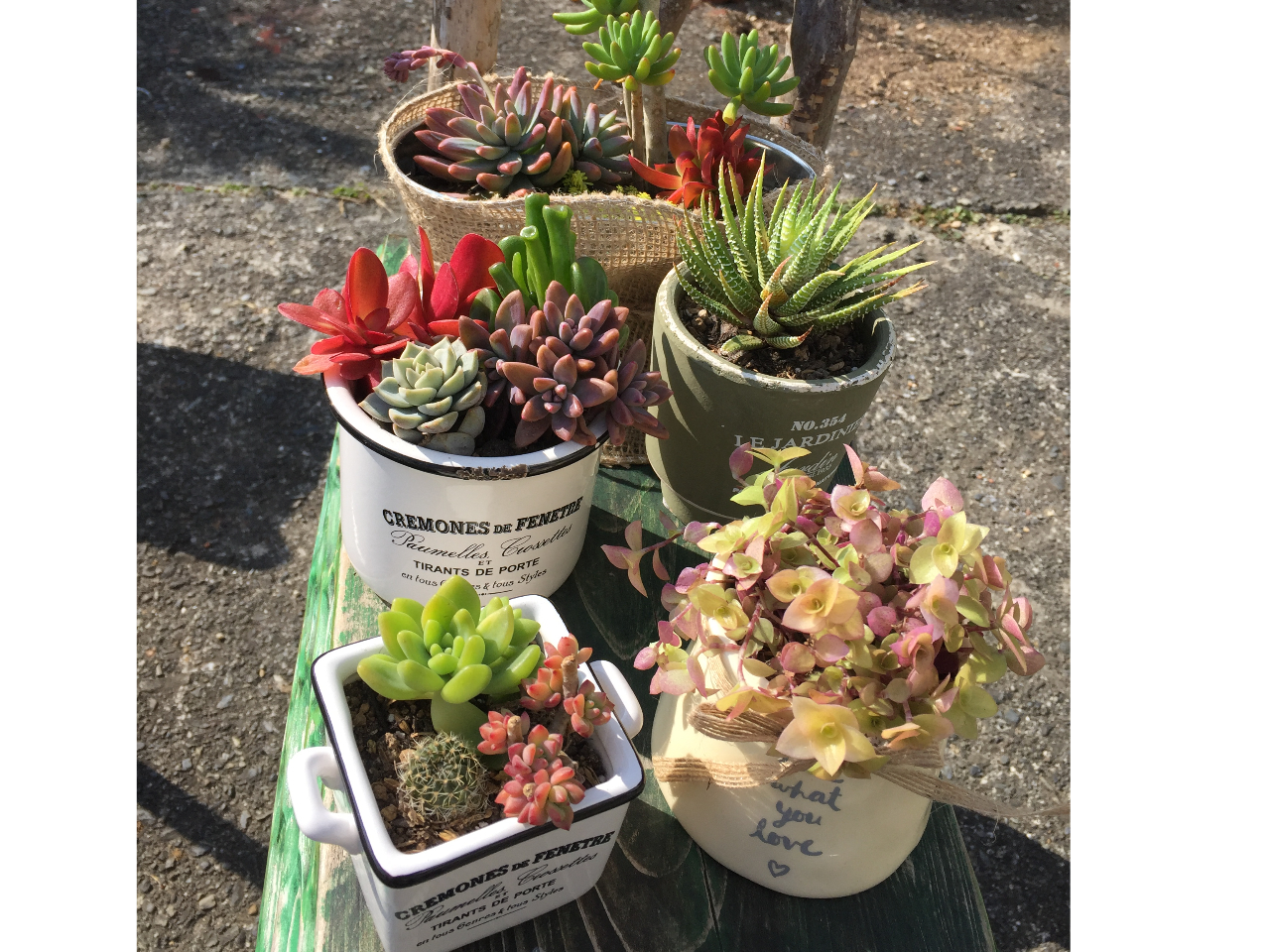 100種類からmyサボテンを選び、自分だけの鉢植えを作ろう！！（3鉢体験