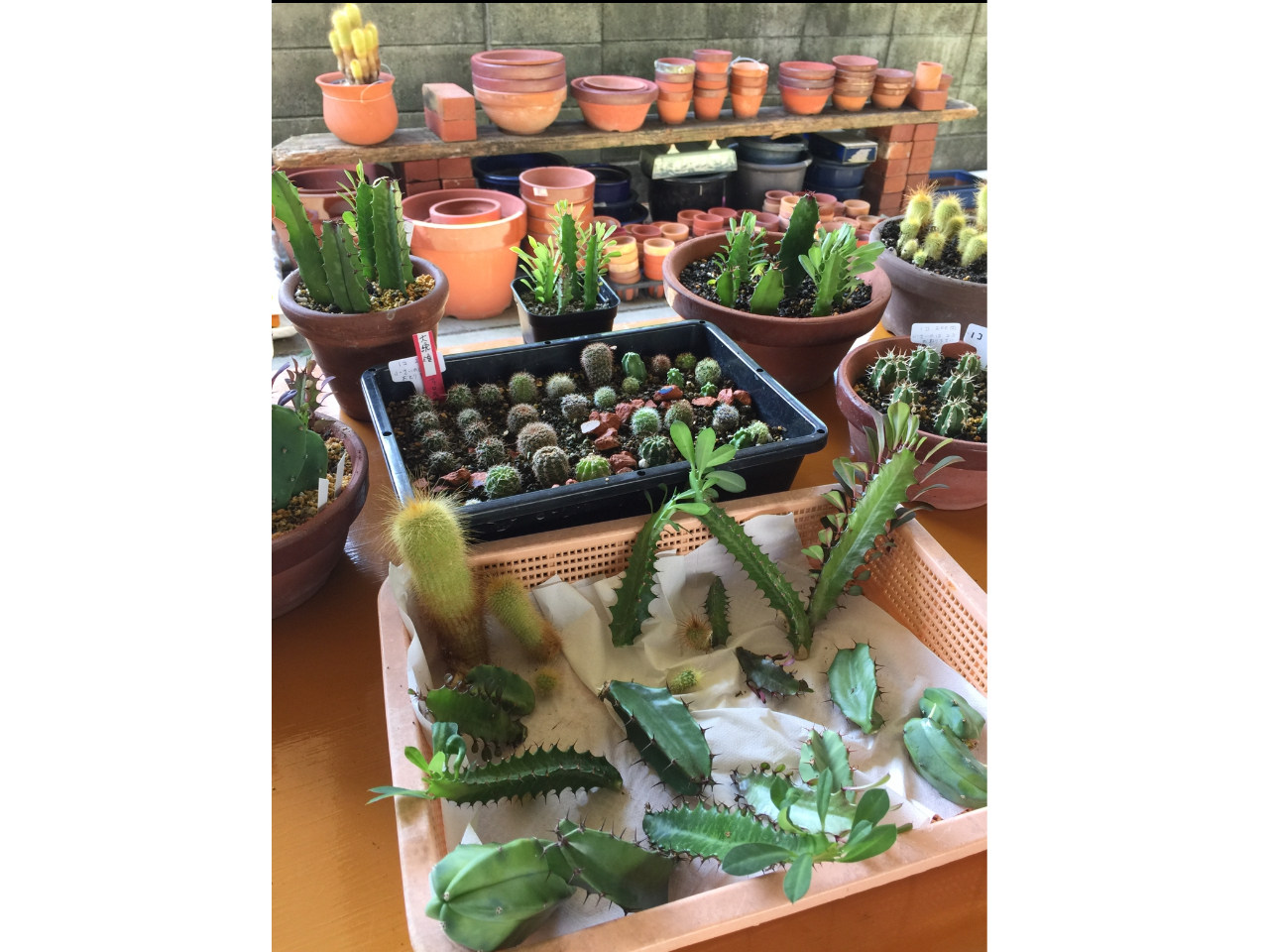 炵T{ȅciԂT{jIтƂł܂B