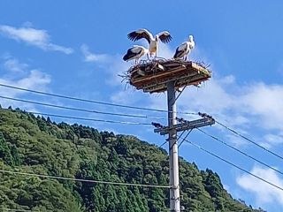 こうのとりが見られたらラッキー!