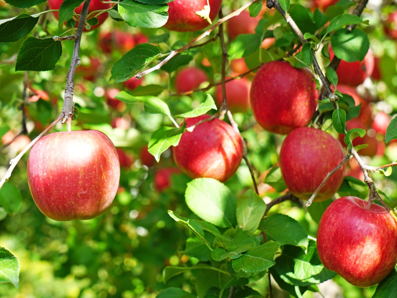 九州初の高密植栽培園! 小型樹なので小さなお子様や車椅子の方でも、簡単に狩る事が出来ます。