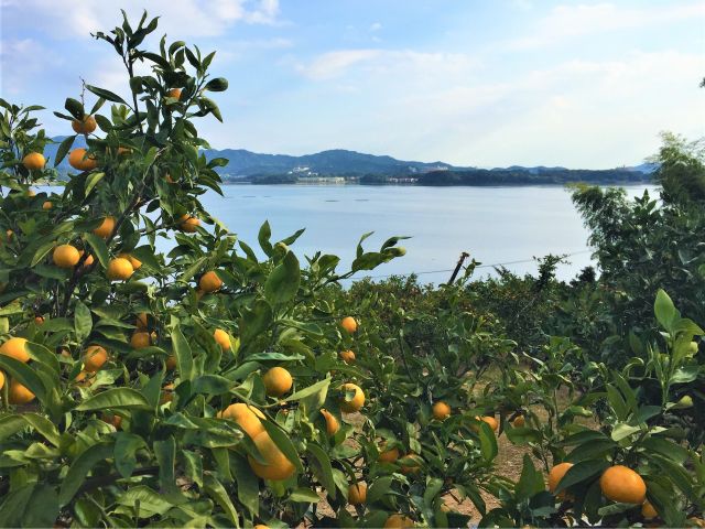 浜名湖の素敵な景色とみかん狩りをお楽しみください!