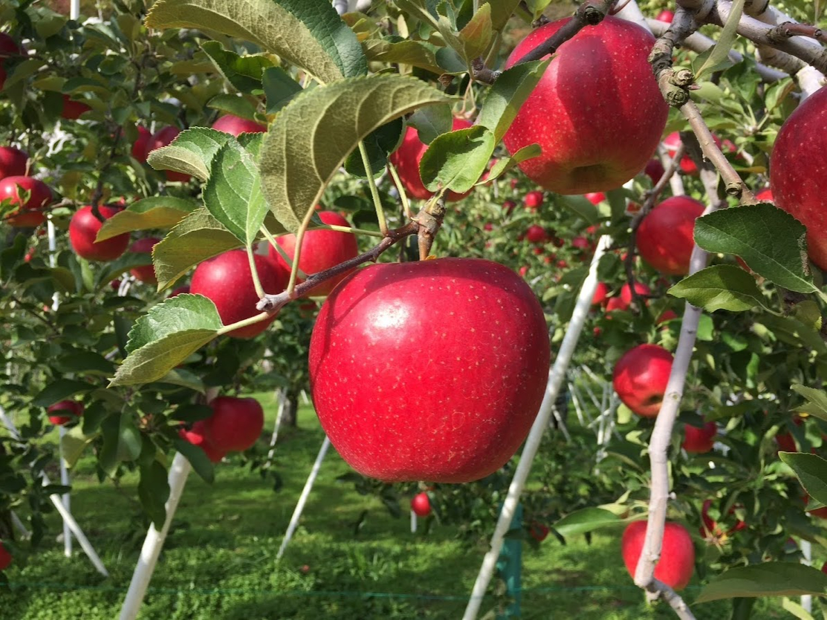 2025年開催☆りんご狩り1時間食べ放題☆ ＼Let's enjoy! Let's