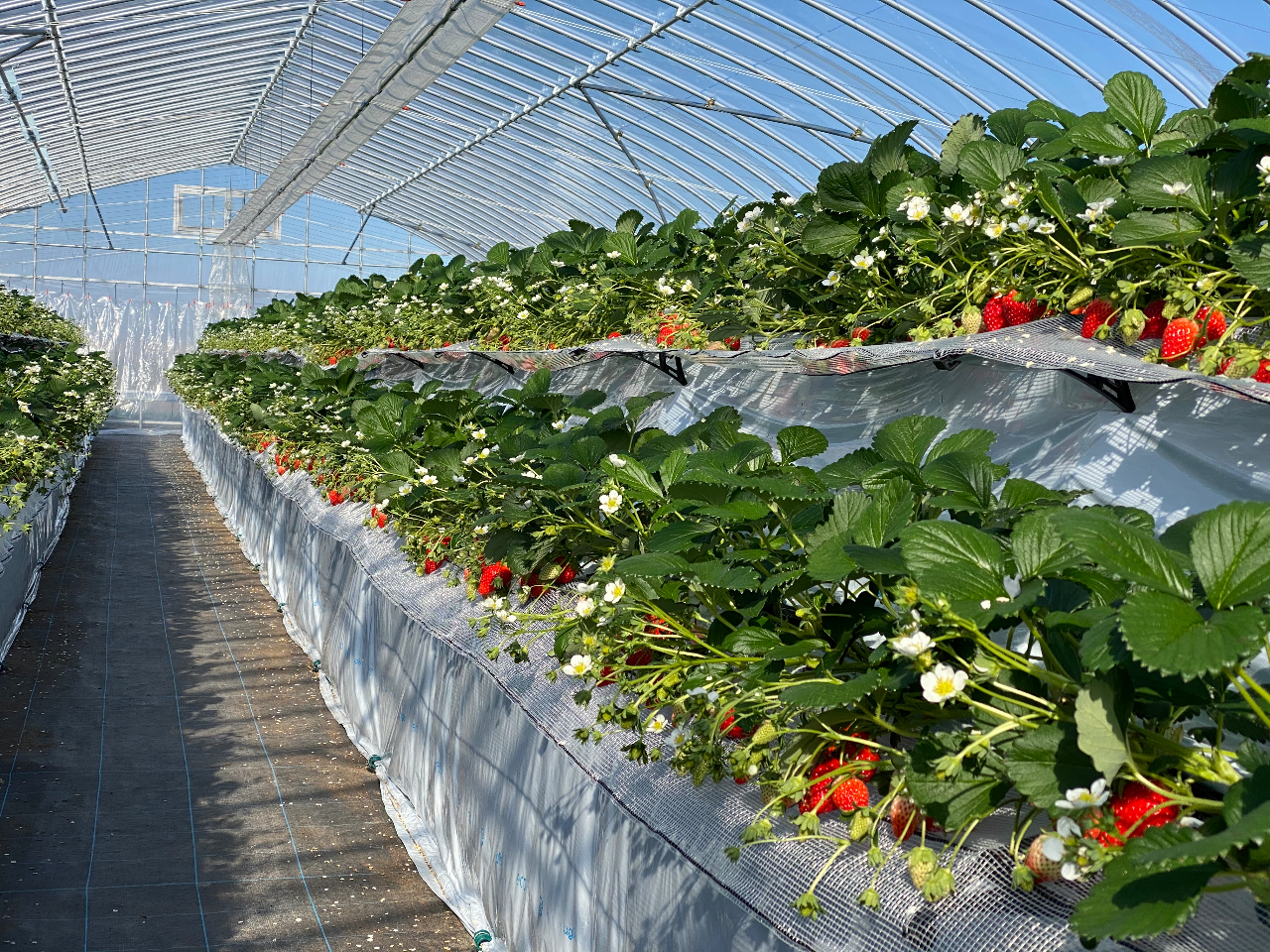 ꌧ̑iݓyk͔|̗lqłI2021N14BeB