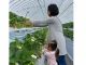 多段式により大人も小さい子供も疲れることなくいちご狩りを楽しめます♪
