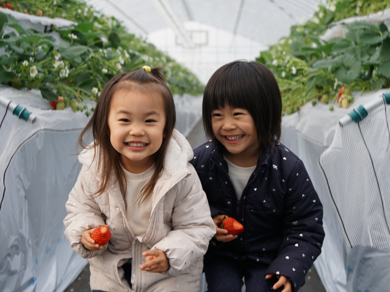 たくさんのいちごでお待ちしております♪お子様も楽しくいちご狩り♪