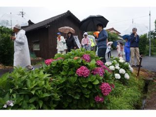 戸石川集落の「アジサイロード」