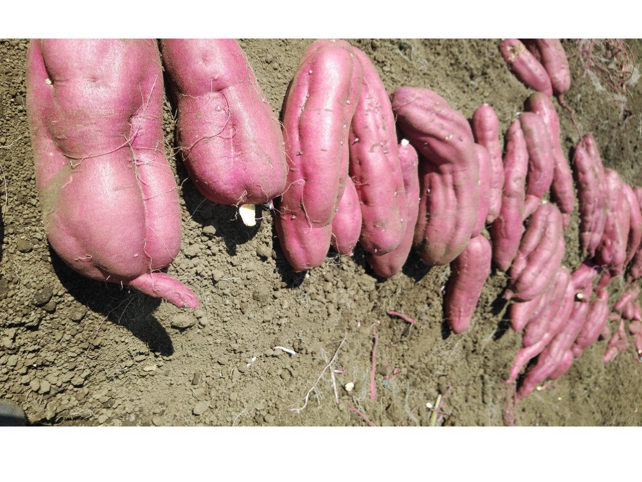 津久井浜観光農園のさつまいも掘り!お一人様5株分を体験できます!