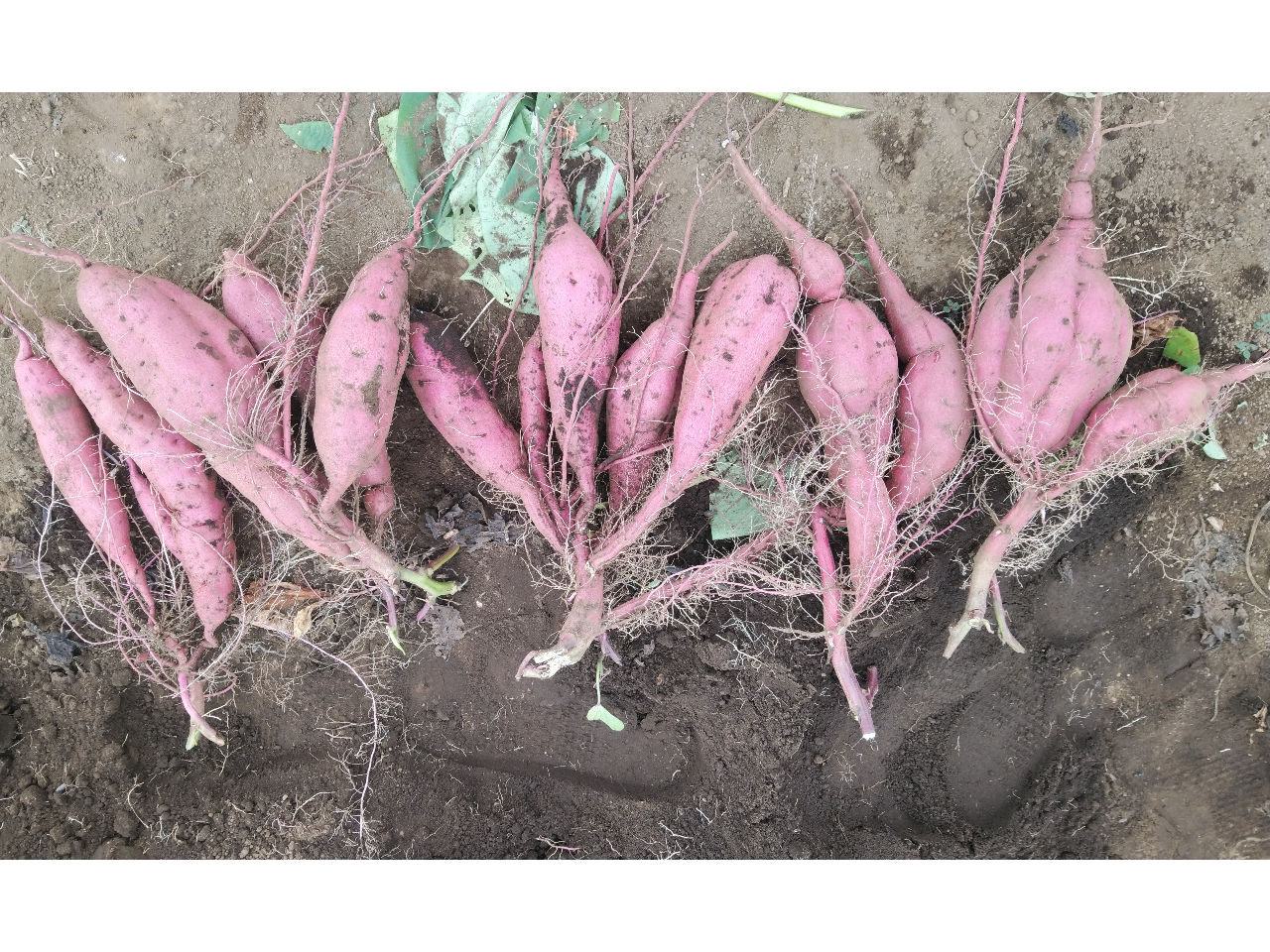 5株の例、多少の当りハズレあり