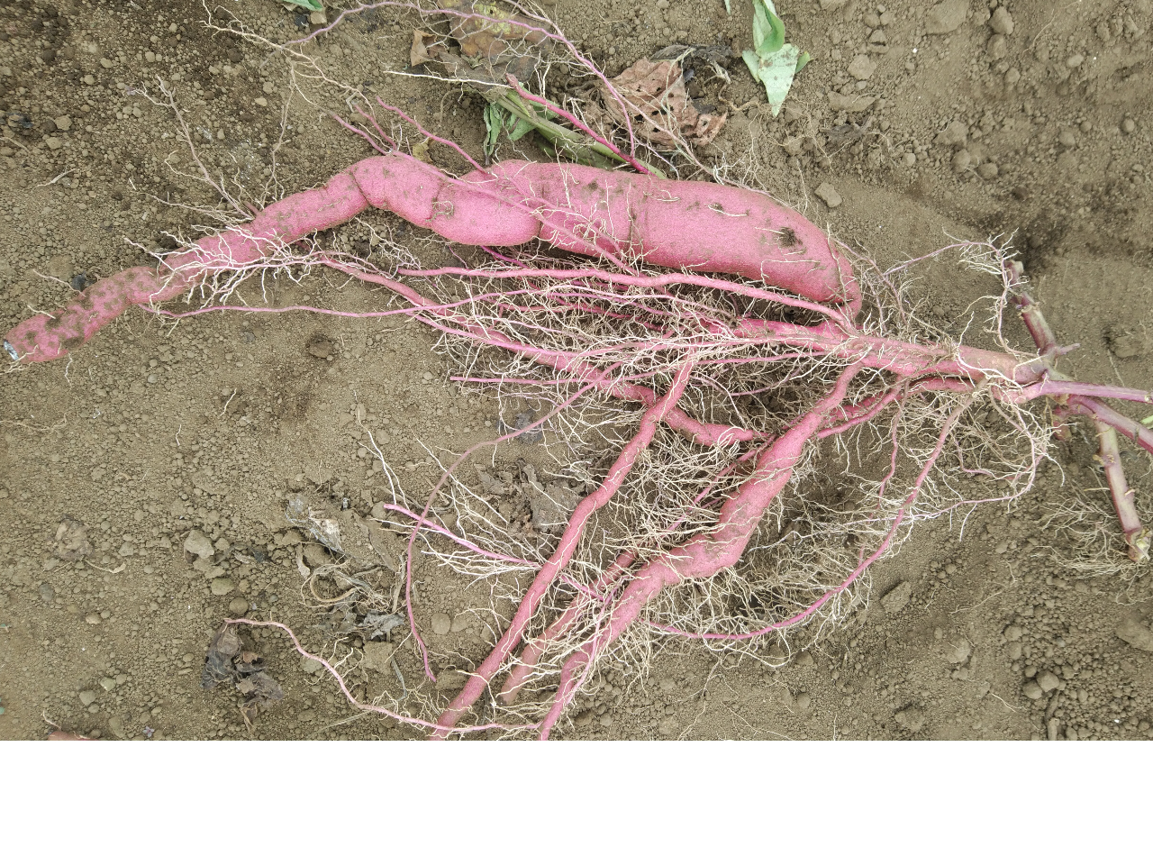 ハズレの一株。あまりに少ないようでしたら現地スタッフにお声掛けください。