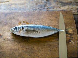 年末年始特別レッスン お魚を捌く 鯛でクリスマスディナー なつやすみ じゃらん遊び体験 年末年始特別レッスン お魚を捌く 鯛でクリスマスディナー なつやすみ じゃらん遊び体験