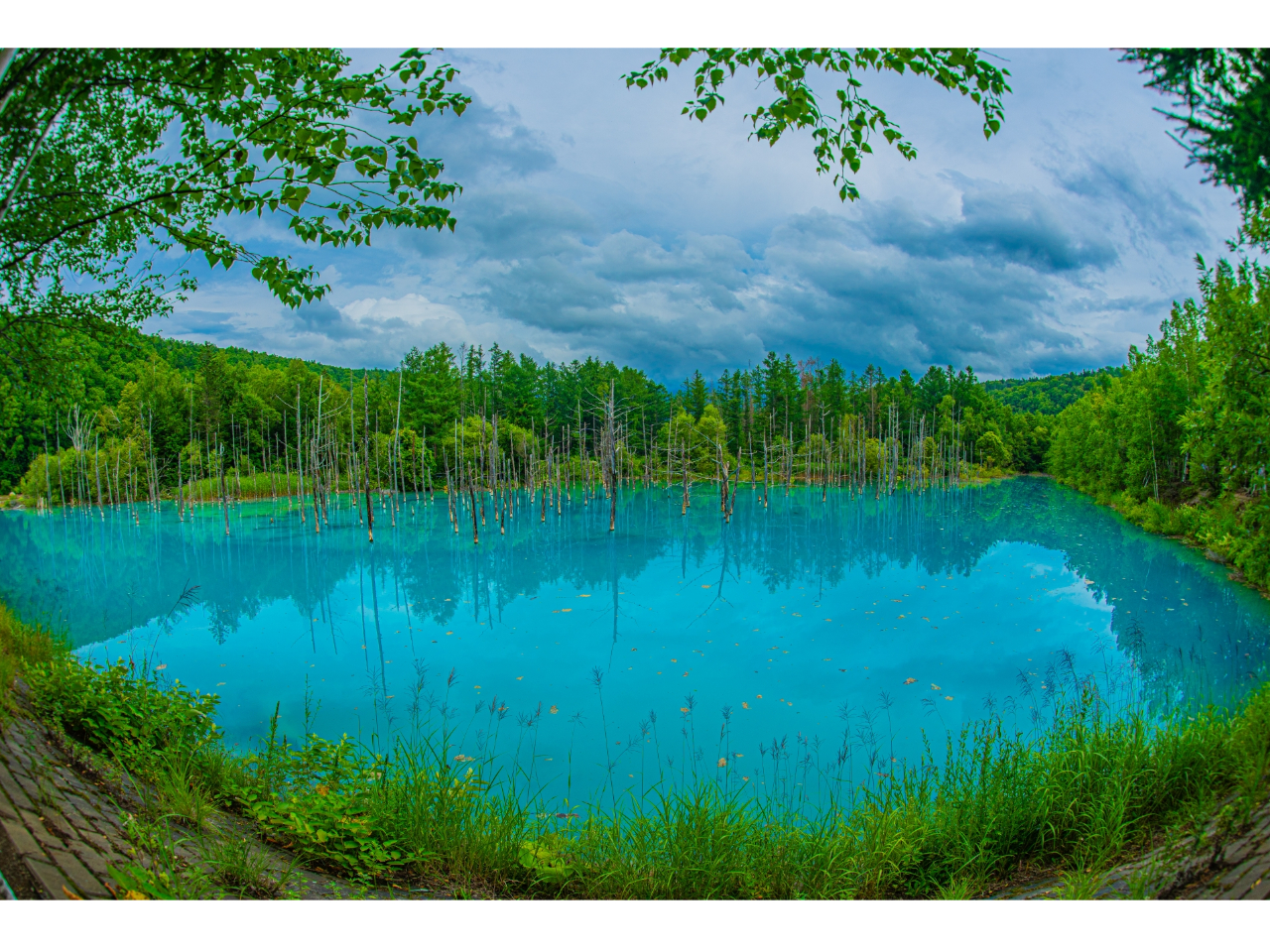 立ち枯れの樹木がまた幻想的な趣を添えます。青い池は自然の神秘。水に含まれる微細な粒子が光を反射して青く見えるのです。