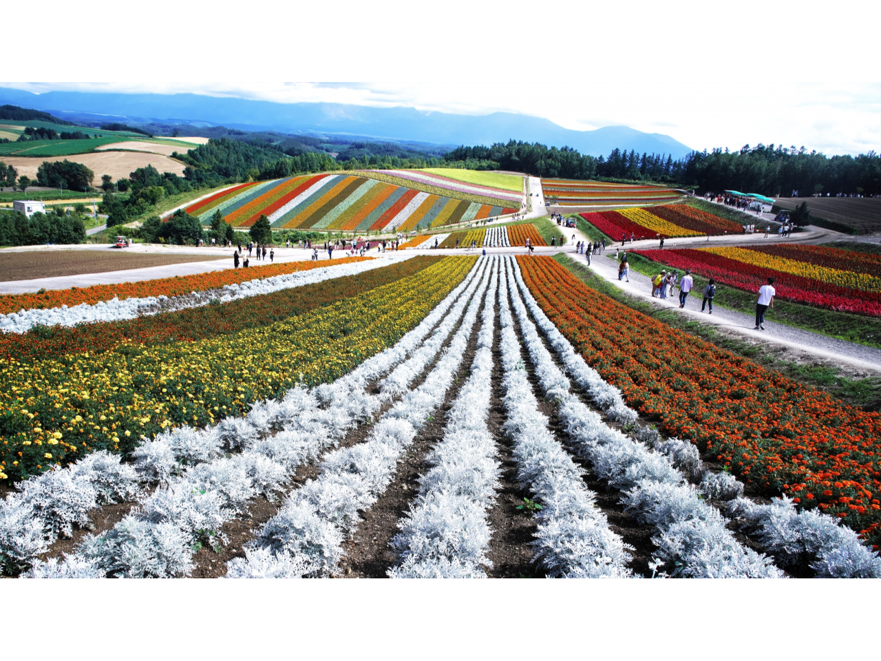 四季彩の丘。(7月〜9月入場料 大人500円、小中学生300円)