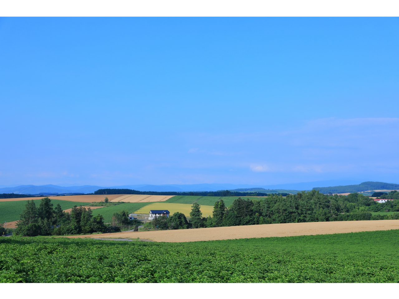 上富良野町〜美瑛町の道中はこんな景色が広がります。波の様な丘の連なりに土の色、様々な緑のいろ。夏にはジャガイモの花や、小麦の金色が彩り加えます。