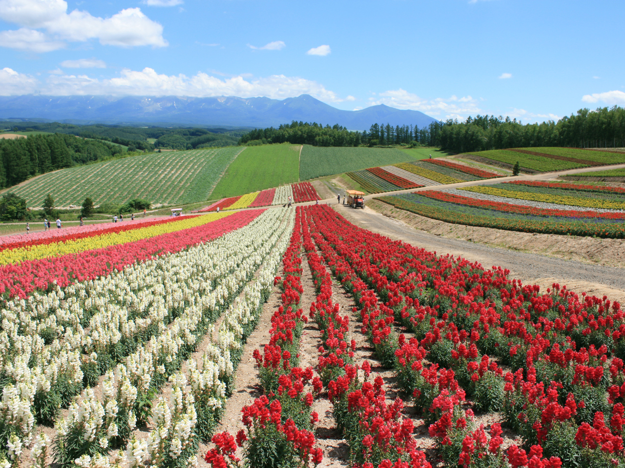 四季彩の丘にはトラクターバスやアルパカ牧場も