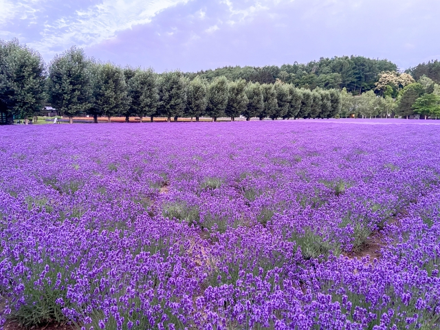 7月はラベンダーの季節。北海道観光のベストシーズン。例年早い時期に予約が埋まってしまいます。お早めのご予約を!