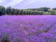 7月はラベンダーの季節。北海道観光のベストシーズン。例年早い時期に予約が埋まってしまいます。お早めのご予約を!