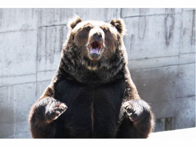 ヒグマさん、襲ってこないでね(・・;) 昭和新山ではクマ牧場もあります。(料金別途 大人850円 小人500円)