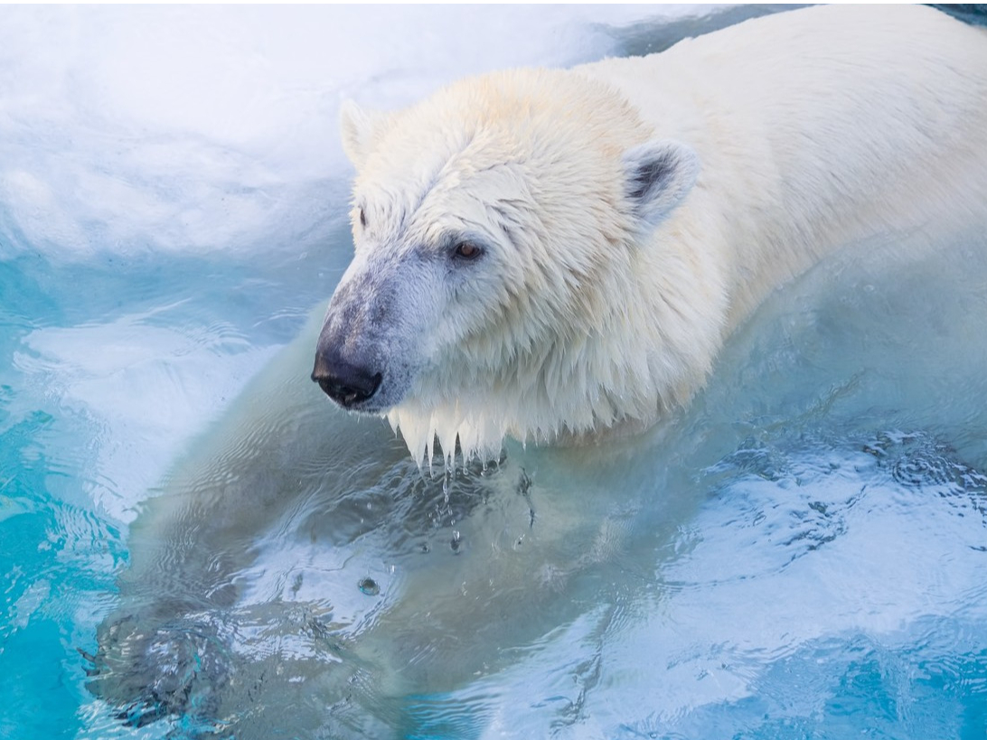 ~̓zbLNN}̂̋G߁BƂpĂł傤I