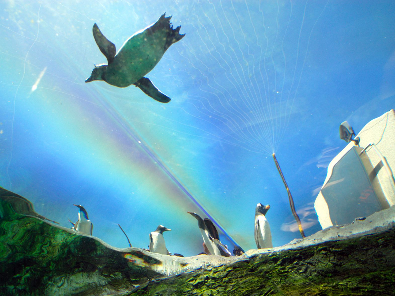 人気No.1ツアー 旭山動物園と富良野・美瑛