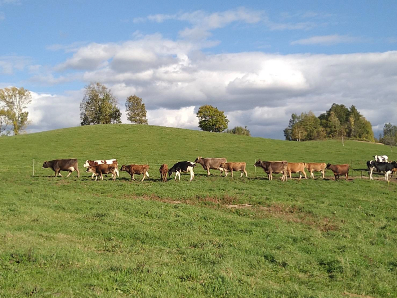 ulq_vŕqĂ܂BTHEkCȕiB