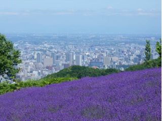 幌見峠ラベンダー園