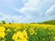 安平町菜の花