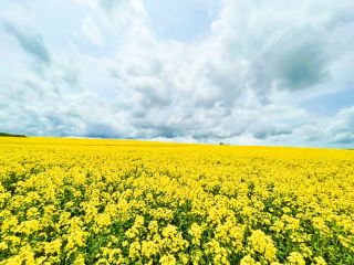 安平町菜の花