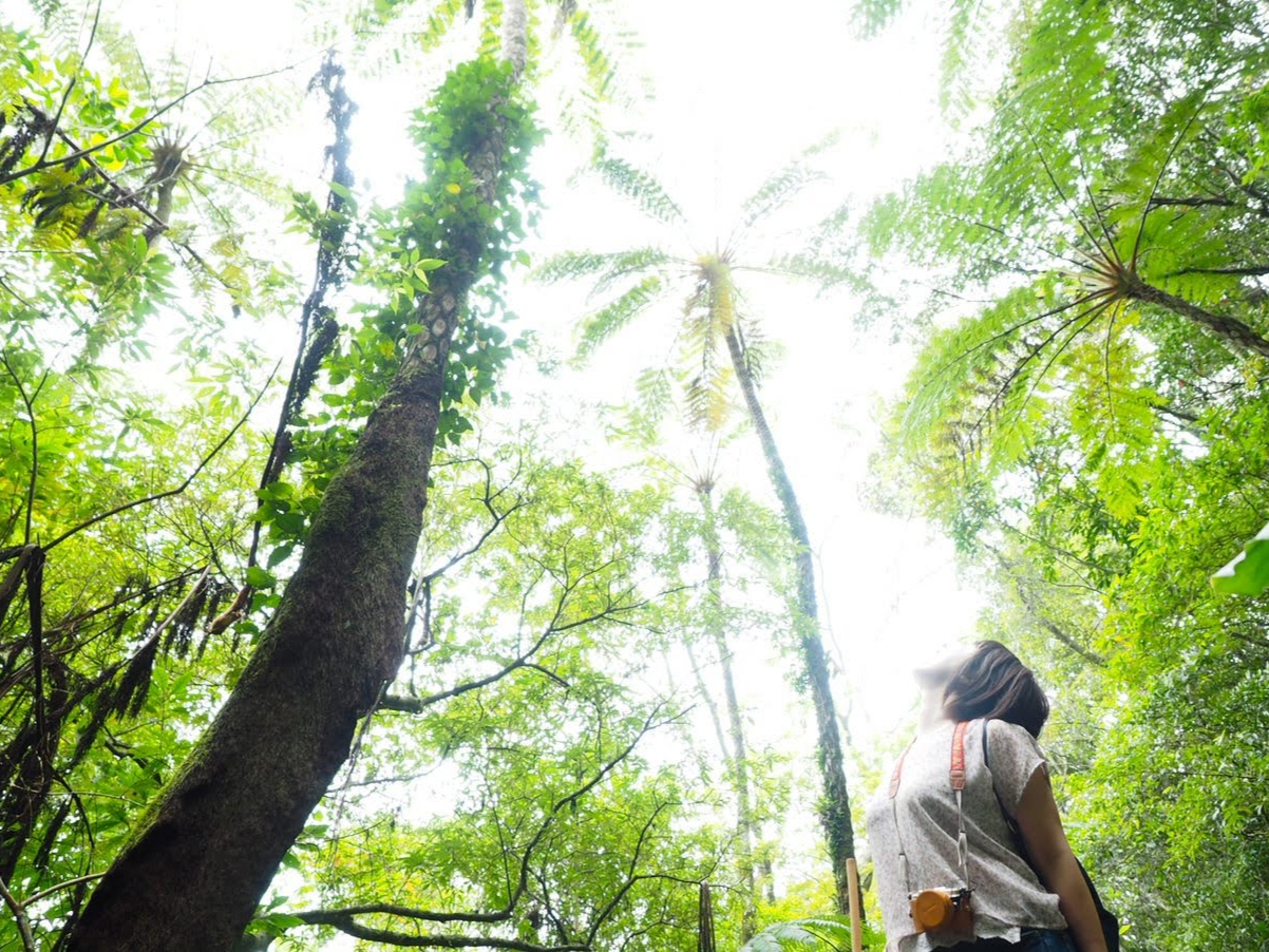 <マングローブカヌーツアー>にプラスして、
奄美の自然観察地としては最も人気のある
「金作原原生林」をご案内する丸一日の贅沢ツアー。