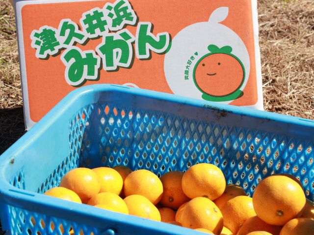 10月日 11月29日 東京から1時間半 あま いとれたてみかん食べ放題 30分 京浜津久井浜駅より無料送迎バス運行 津久井浜観光農園みかん狩組合 じゃらん遊び体験