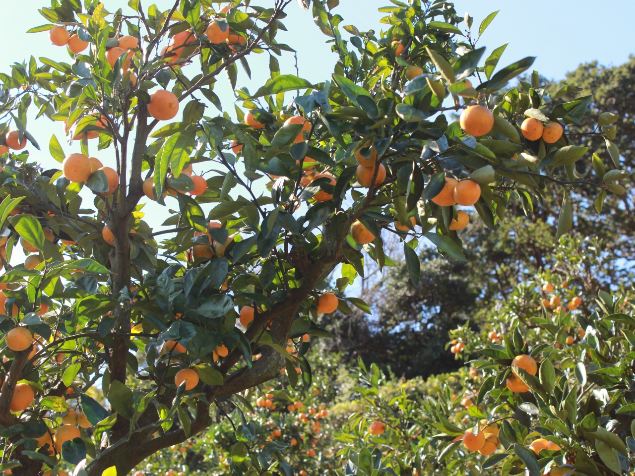 10月日 11月30日 東京から1時間半 あま いとれたてみかん食べ放題 京浜津久井浜 駅より無料送迎バス運行 9時 15時まで時間無制限 津久井浜観光農園みかん狩組合 じゃらん遊び体験
