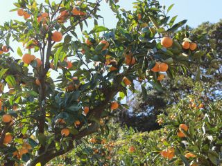 10月日 11月30日 東京から1時間半 あま いとれたてみかん食べ放題 京浜津久井浜 駅より無料送迎バス運行 9時 15時まで時間無制限 津久井浜観光農園みかん狩組合 じゃらん遊び体験 10月日 11月30日 東京から1時間半 あま いとれたてみかん食べ放題 京浜津久井浜 駅より無料送迎バス運行 9時 15時まで時間無制限 津久井浜観光農園みかん狩組合 じゃらん遊び体験