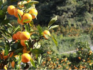 10月日 11月30日 東京から1時間半 あま いとれたてみかん食べ放題 京浜津久井浜 駅より無料送迎バス運行 9時 15時まで時間無制限 津久井浜観光農園みかん狩組合 じゃらん遊び体験 10月日 11月30日 東京から1時間半 あま いとれたてみかん食べ放題 京浜津久井浜 駅より無料送迎バス運行 9時 15時まで時間無制限 津久井浜観光農園みかん狩組合 じゃらん遊び体験