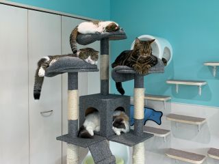 五泉 猫 カフェ 猫 カフェ 五泉