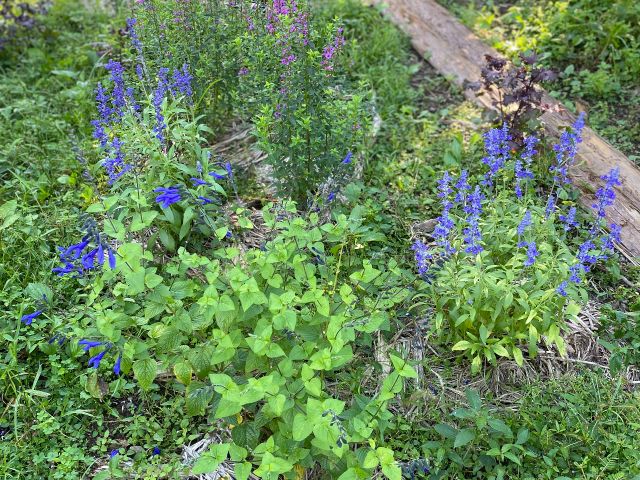 毎週火曜日開催 可愛い古民家 神野テラス でハーブの石鹸づくり体験 ハーブとアロマの手仕事paintedgreen ぺインテッドグリーン じゃらん遊び体験 毎週火曜日開催 可愛い古民家 神野テラス でハーブの石鹸づくり体験 ハーブとアロマの手仕事paintedgreen ぺインテッドグリーン じゃらん遊び体験