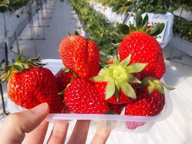 いちご狩り☆スタンダードプラン】【佐久中佐都ICより車で5分】最大4