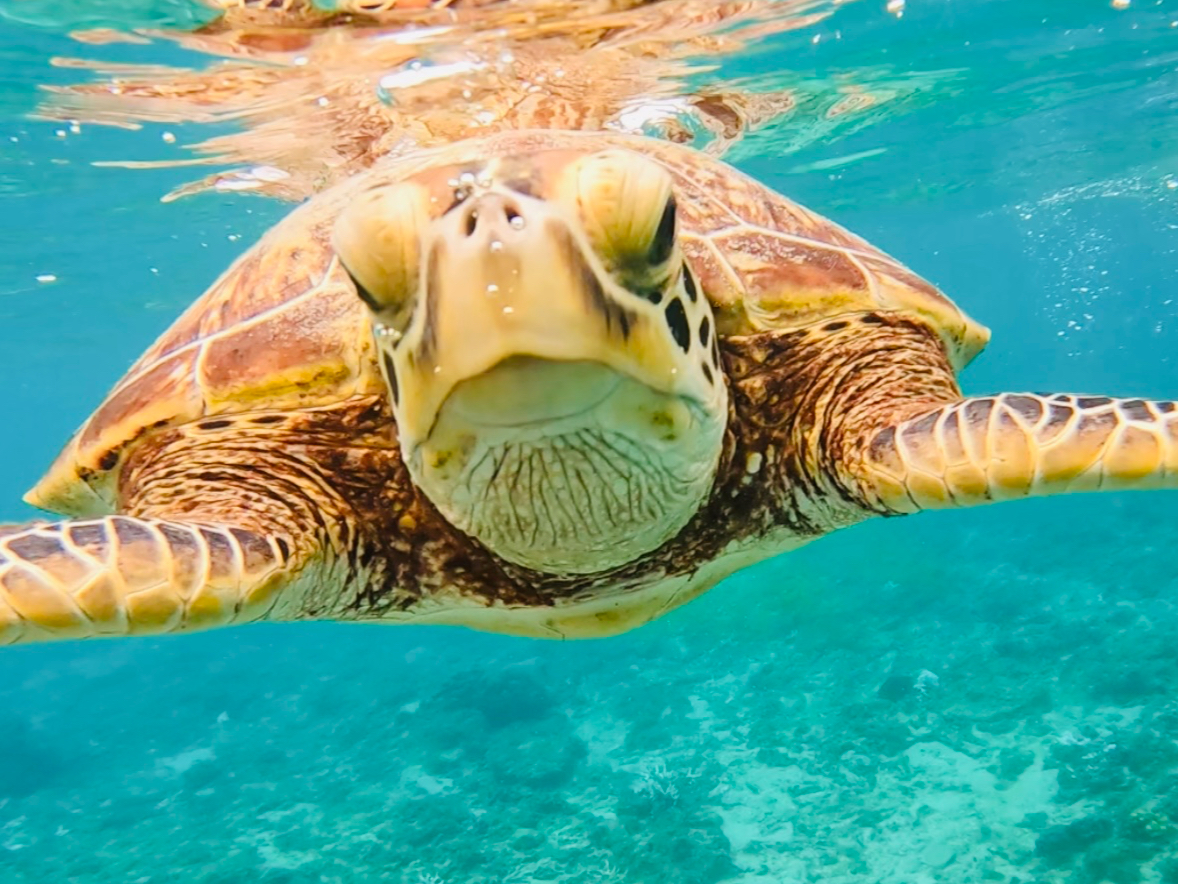 ウェットスーツで冬も快適!奄美の透き通る海でウミガメと泳ぐ感動体験♪ 体験後はみんなでBBQタイム。温水シャワー完備で安心!