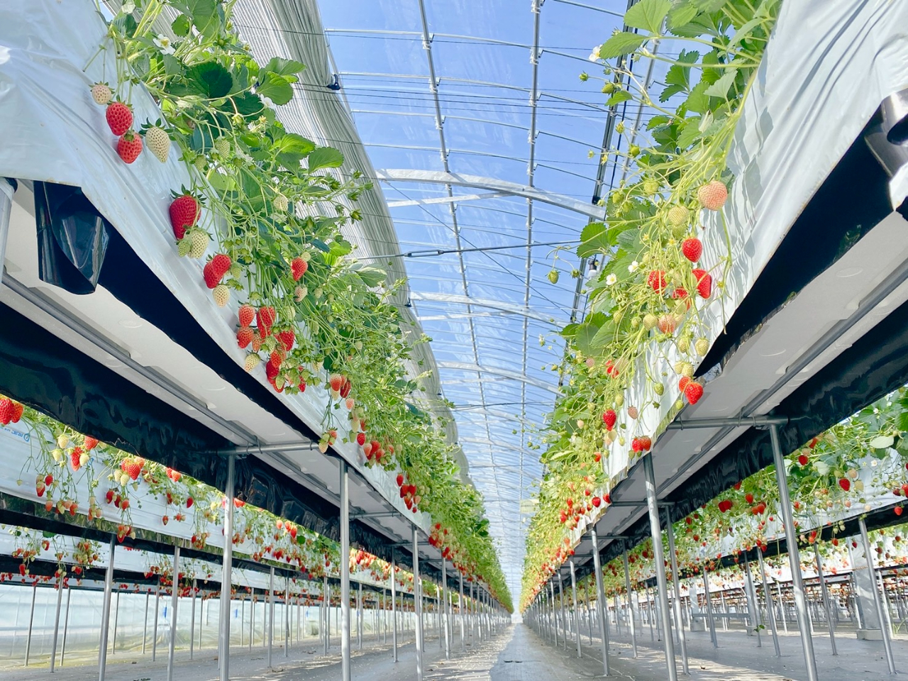 《4月6日~5月6日までのご予約はこちら★》京都・八幡【いちご狩り*50分食べ放...