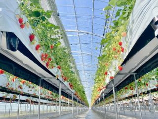 ハウス内の様子