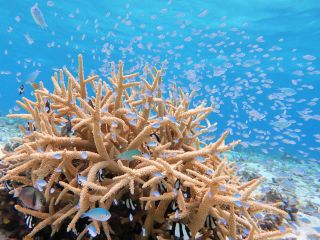 沖縄県の梅雨明け頃から、小さな赤ちゃんのお魚が増えてきてにぎやかになります。