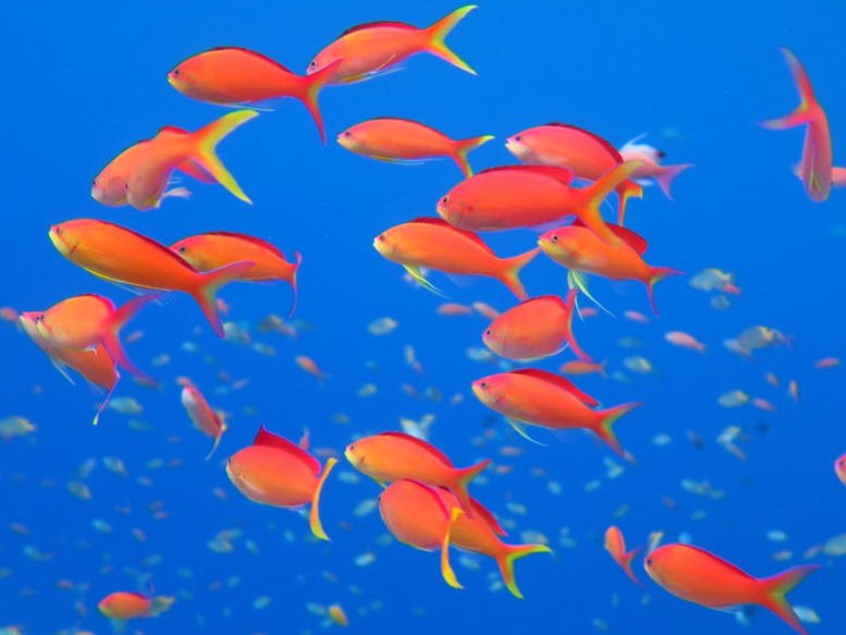 ʂ̉őN₩ȐԐFɌAJlniSCBzwɂĊCώ@̂RcłB