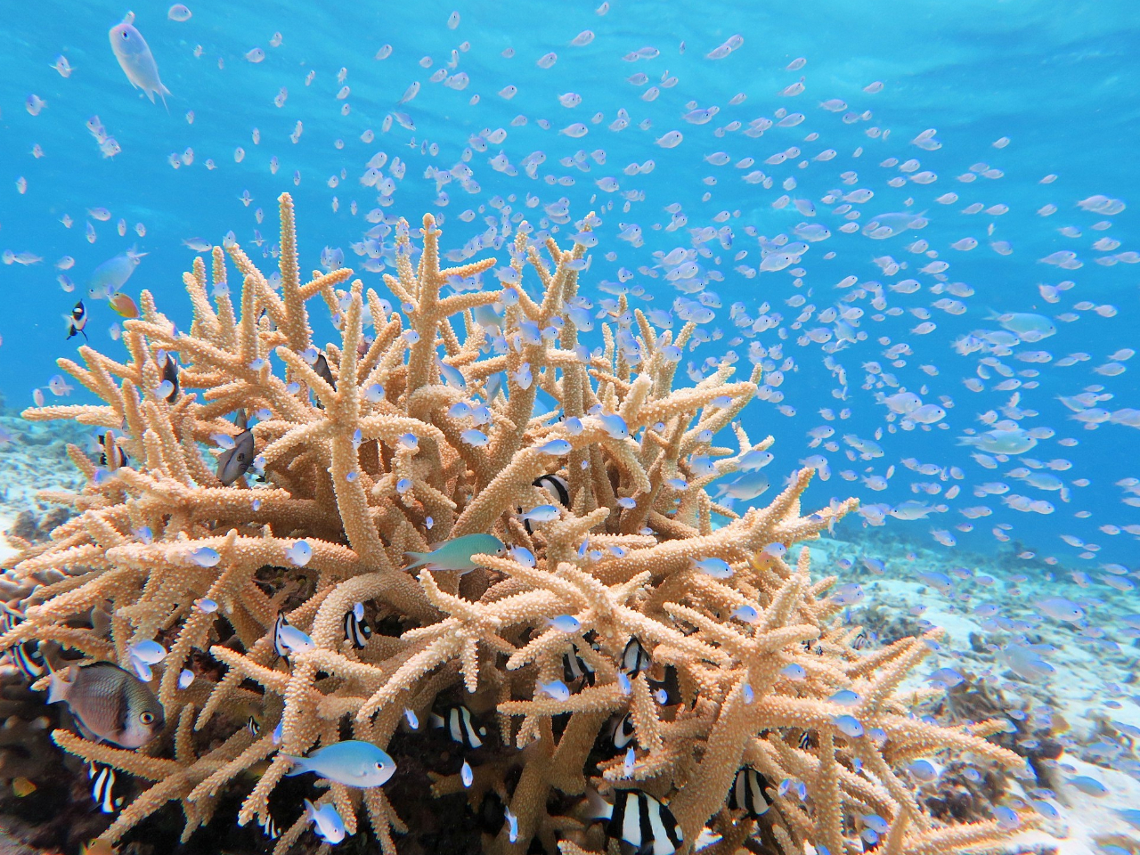 沖縄県の梅雨明け頃から、小さな赤ちゃんのお魚が増えてきてにぎやかになります。